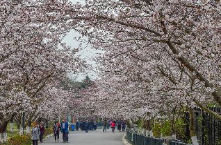 约起来，中山公园樱花近半已开 趁人还没鼓赶紧约一波。